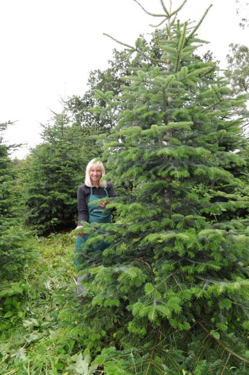 Main image for Wet spruces up Christmas trees