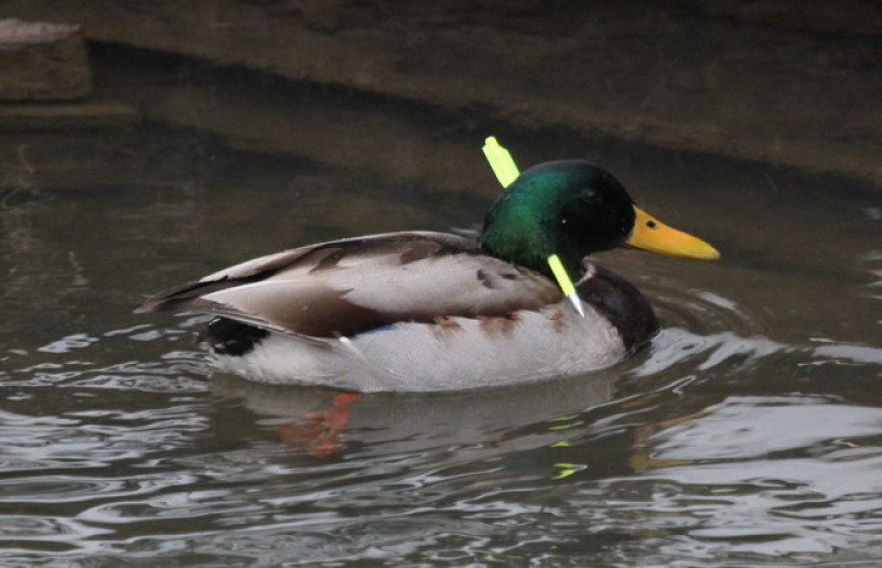 Main image for 'Crossbow' duck evades capture 24 days on