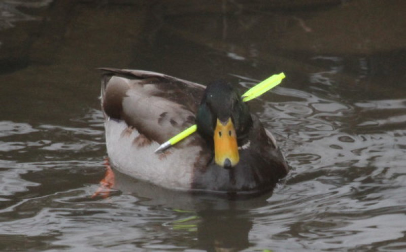 Main image for Duck hurt in crossbow attack evades capture