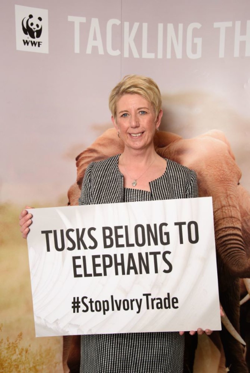 Main image for MP backs China ivory ban