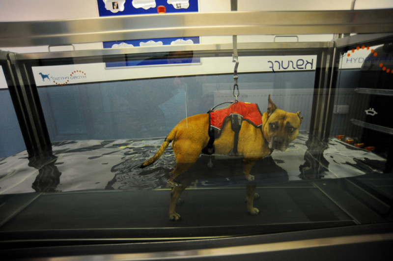 Main image for Vets offer hydrotherapy treatment for animals