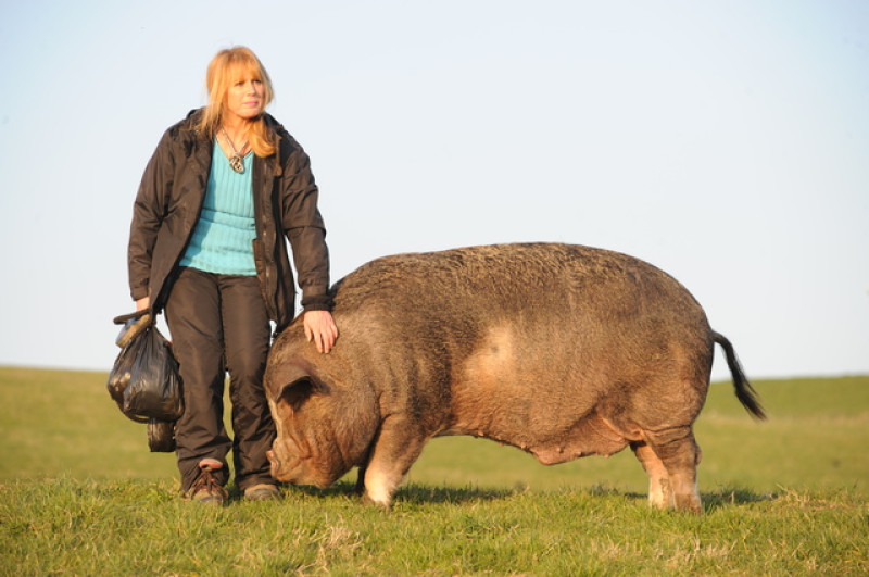 Main image for Pot-bellied Kez happy as a pig in muck