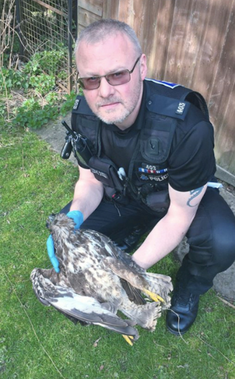 Main image for Appeal after bird of prey killed
