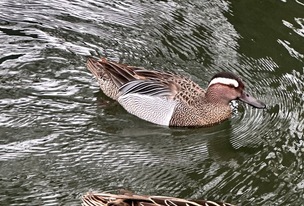 Twitchers flock to see rare duck at lake Image