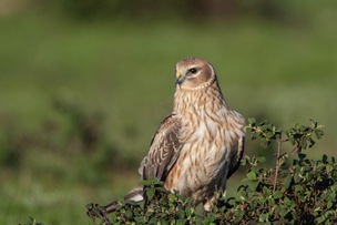 GONE: A hen harrier, which is no longer present in local countryside.
