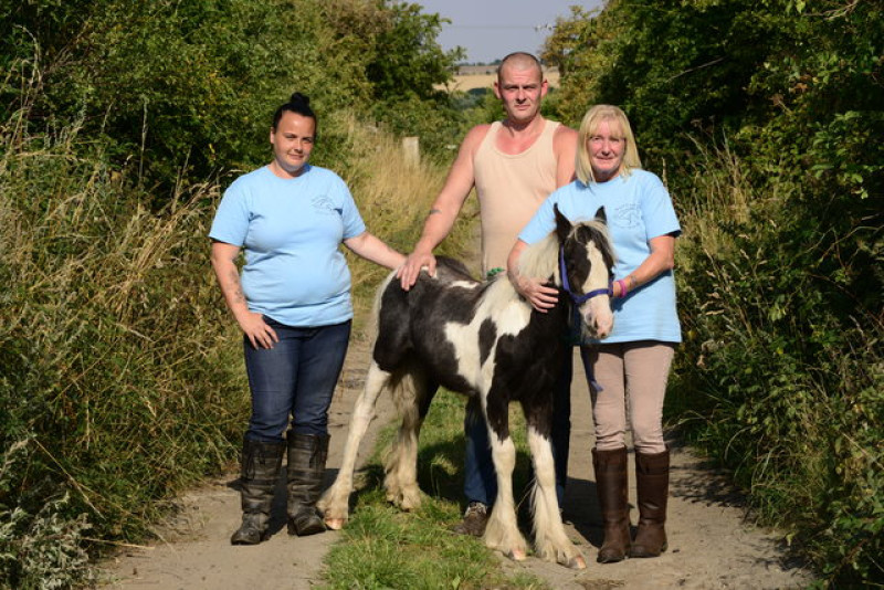 Main image for Volunteers rescue foal in rescue centre bid