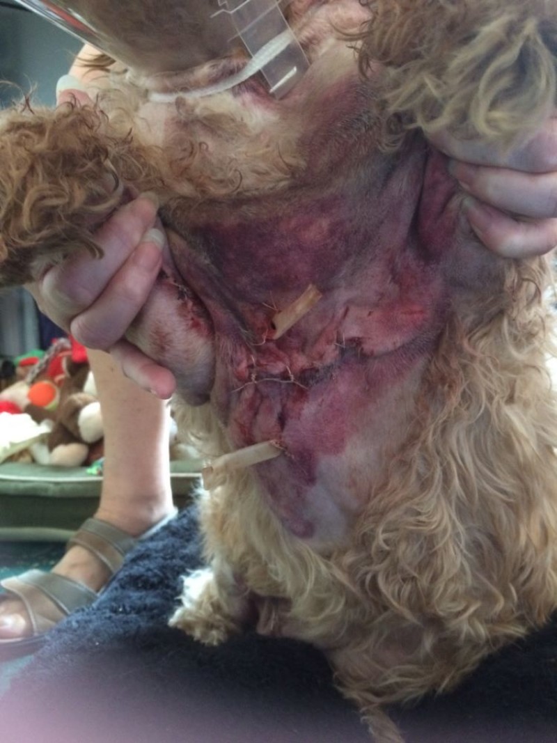Main image for Dog injured in savage attack