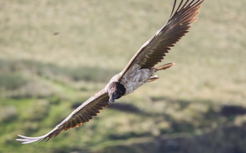 Main image for Vulture sighting sparks surge in moorland visits