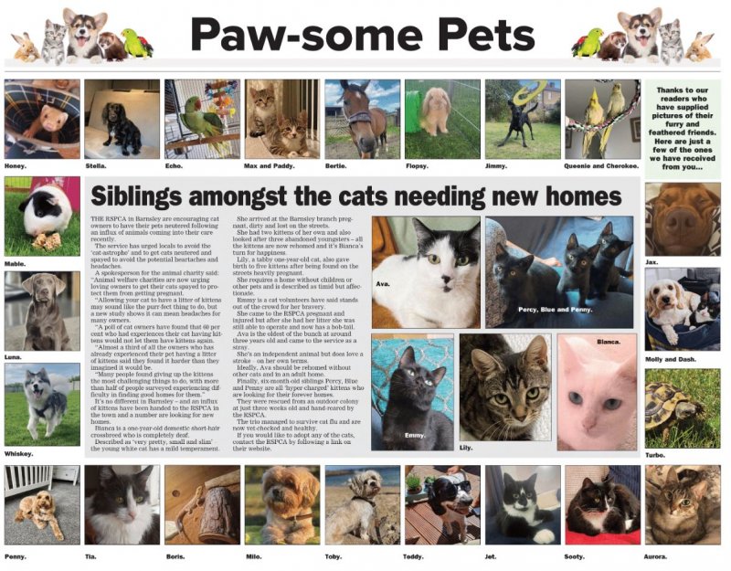 Main image for Paw-some Pets Feature