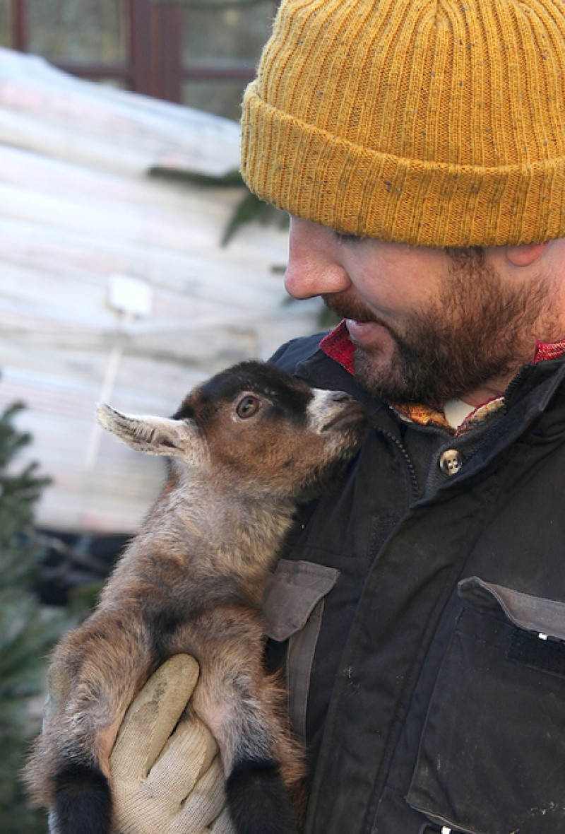 Main image for Baby pygmy goat becomes internet hit