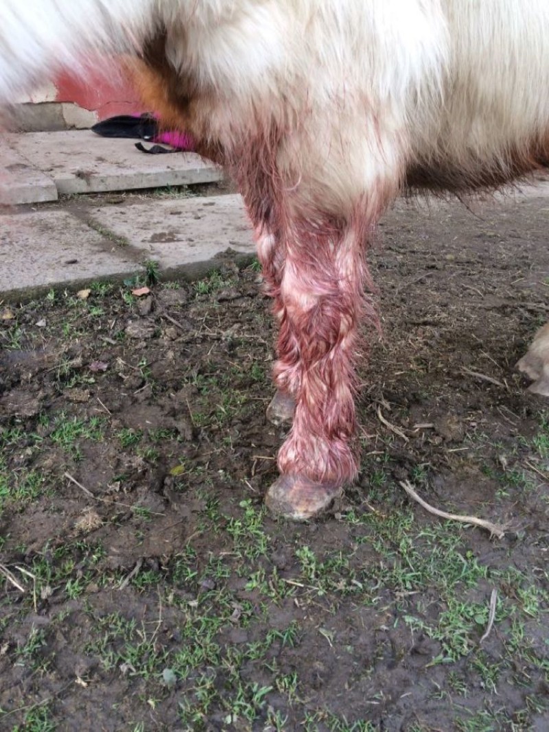 Main image for Horse suffers serious injury in suspected dog attack