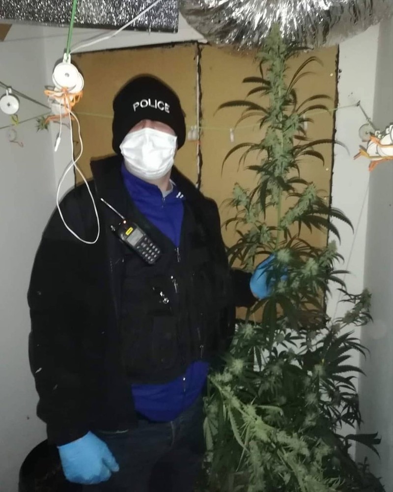 Main image for Police raiding Barnsley property find ‘6ft Christmas tree’ of cannabis