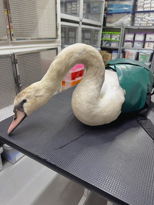 INJURED: The swan was injured at Rabbit Ings in a suspected dog attack.