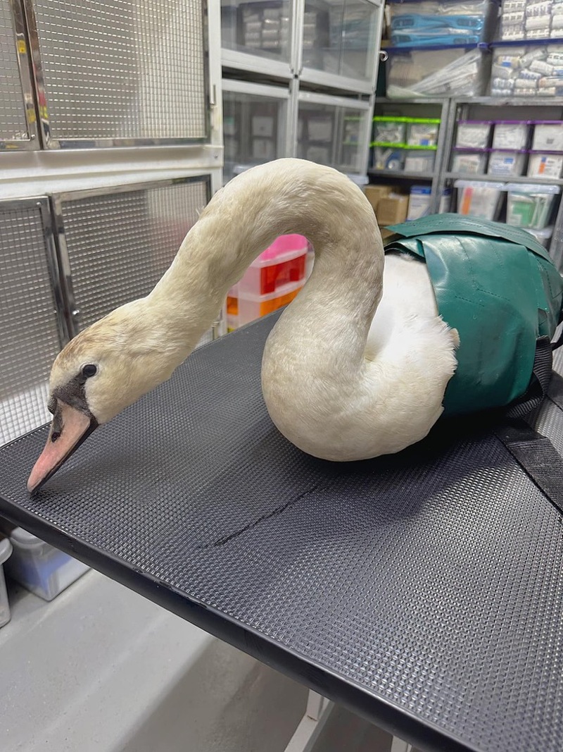 INJURED: The swan was injured at Rabbit Ings in a suspected dog attack.