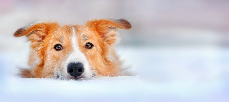 Main image for Keeping your pet safe when the temperature drops