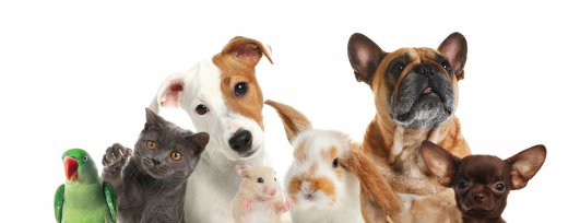 Main image for Barnsley's Pawsome Pets