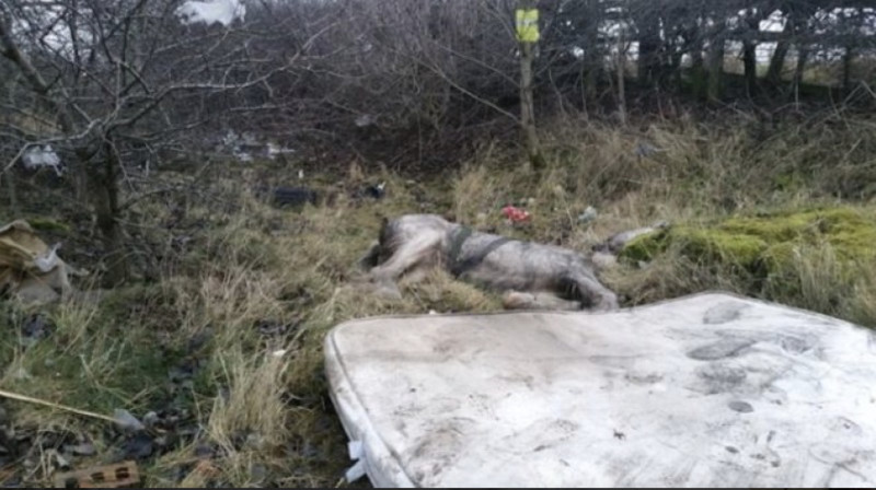 Main image for Ponies dumped ‘to avoid paying disposal fees’ according to investigation