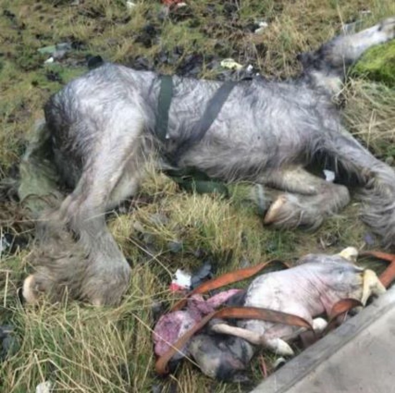 Main image for Probe after dead horses dumped at roadside