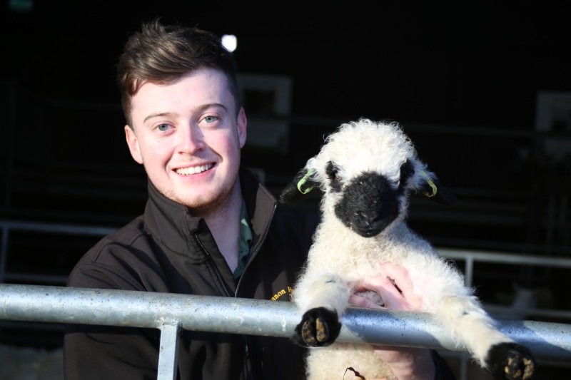 Main image for Farmers flock to help un-ewe-sual breed
