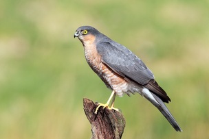 GUNNED DOWN: A sparrowhawk similar to the one that was killed by Peter Smith.