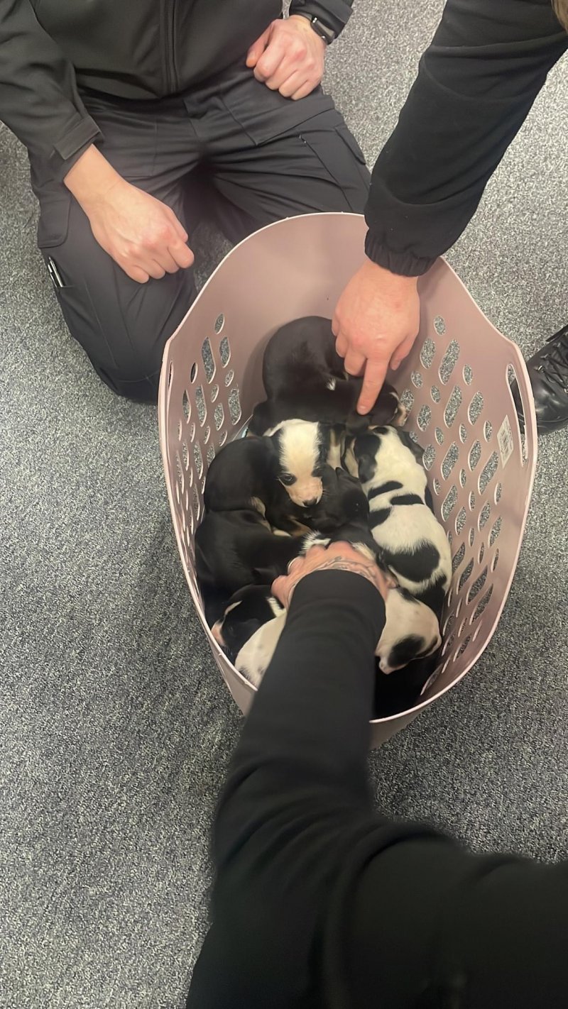 Main image for Pups left at police station