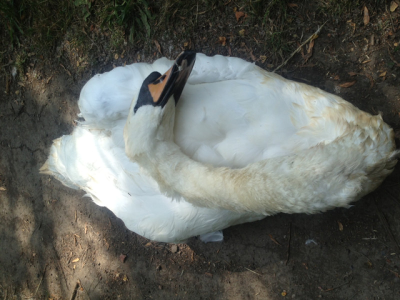 Main image for Charity condemns 'shameful' swan shooting