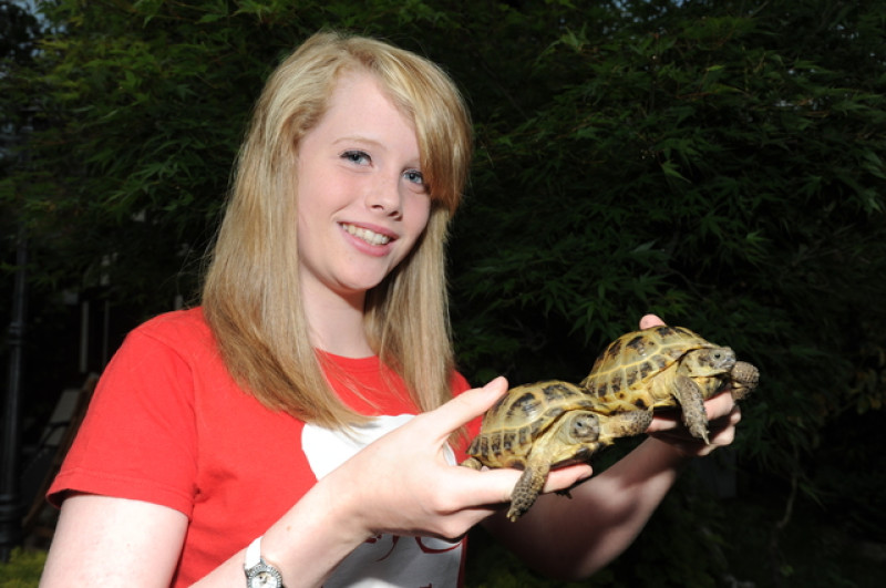 Main image for 'Little Mo' tortoise safely back home