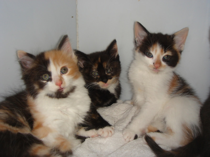 Main image for New homes needed for abandoned cats