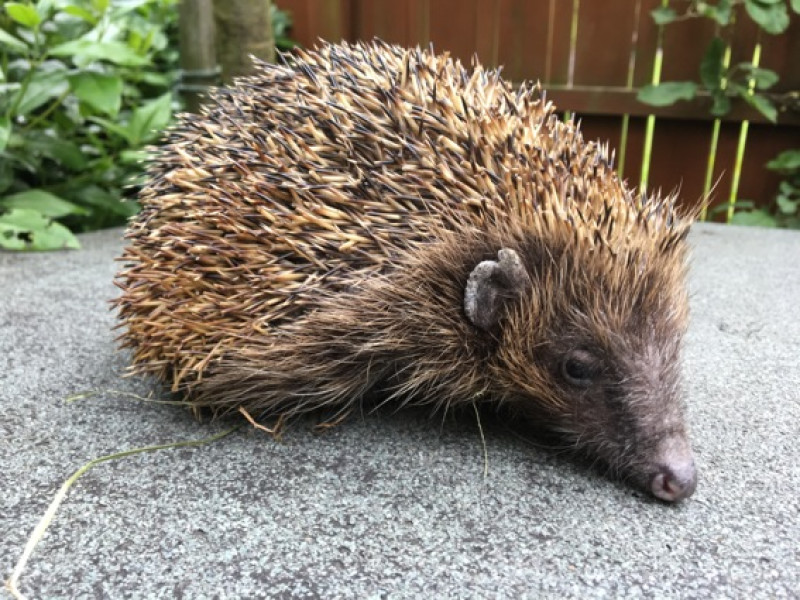 Main image for Frankie the hedgehog on road to recovery