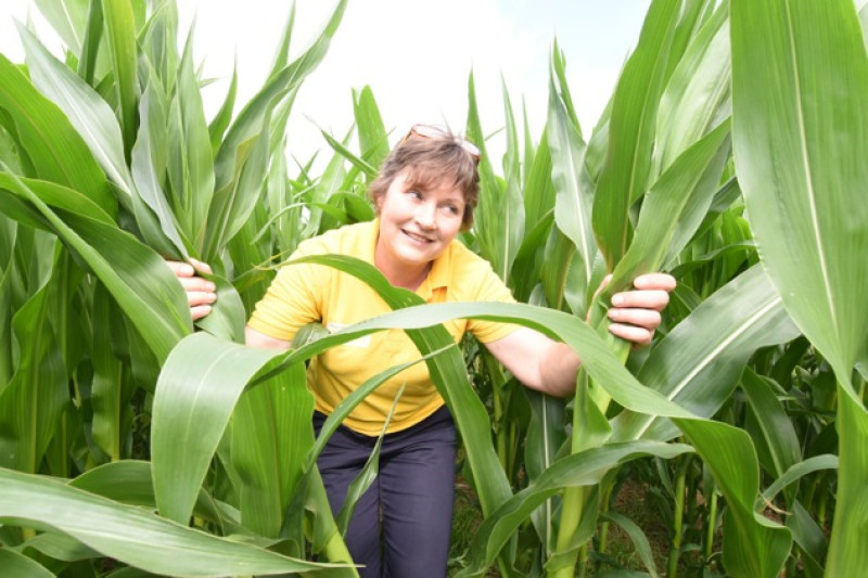 Main image for Maize Maze opens in Cawthorne