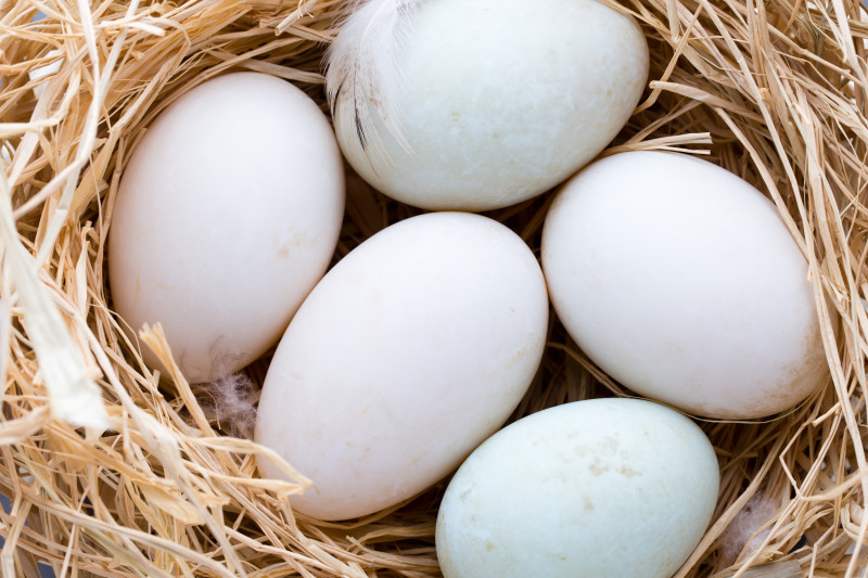 Main image for Advice issued over salmonella in eggs risk