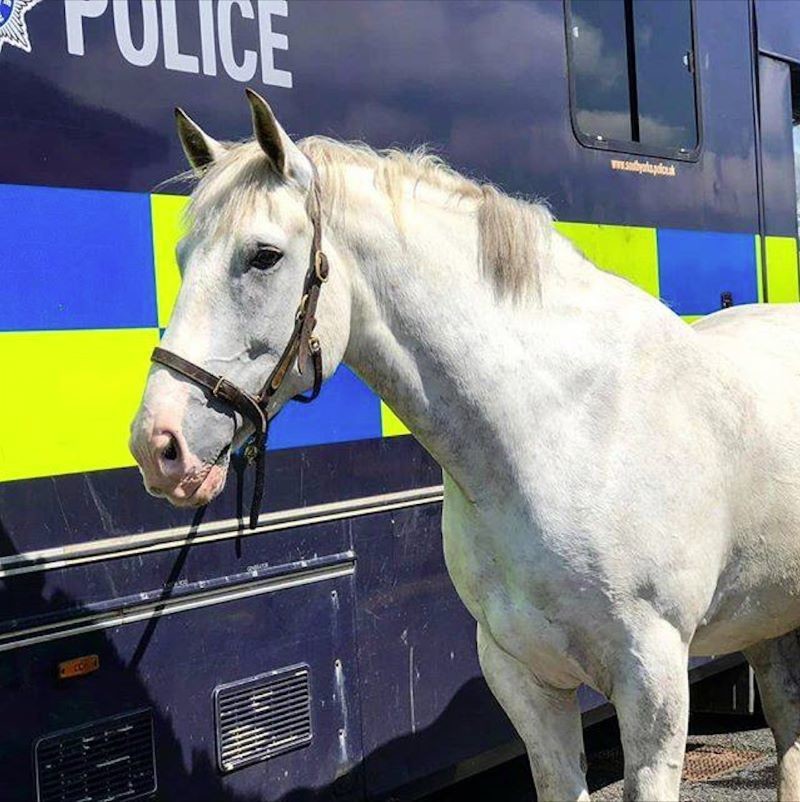 Main image for Police welcome new horse to the ranks