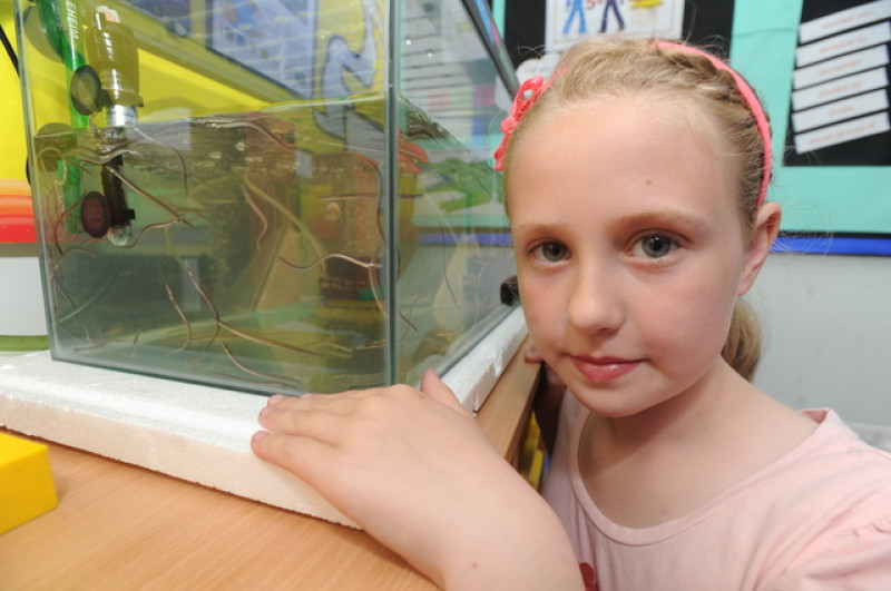 Main image for Pupils pitch in to save the eels