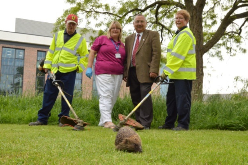 Main image for Council works to protect hedgehogs