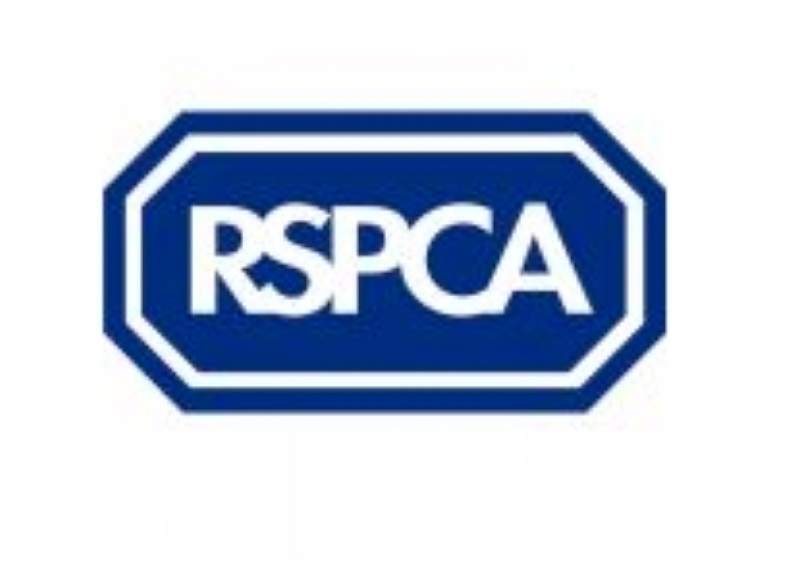 Main image for RSPCA removes ‘dozens’ of cats from home