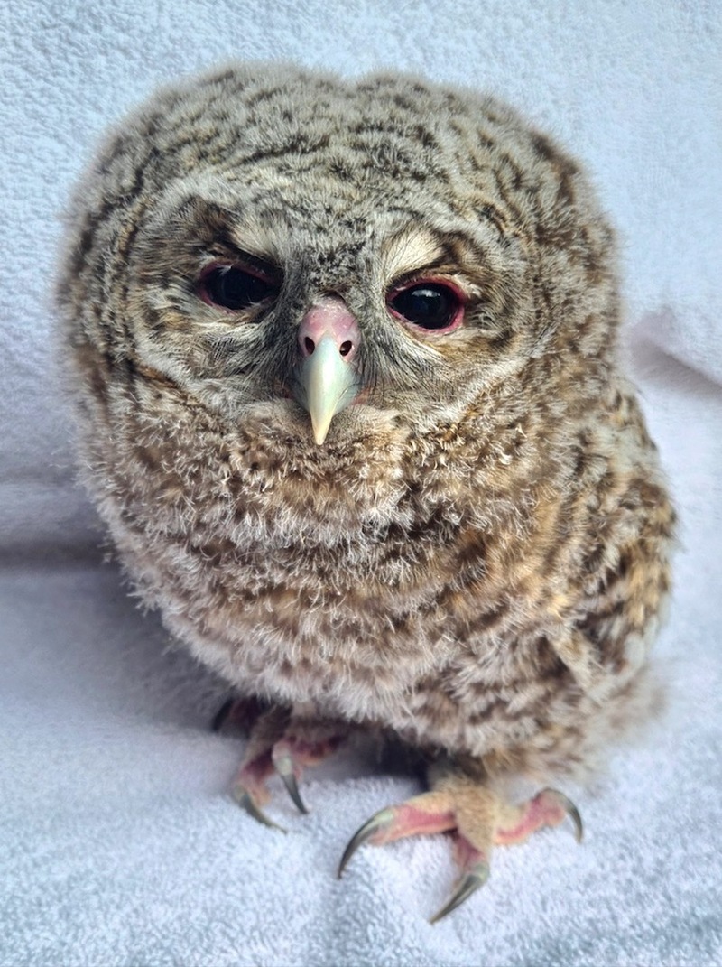 Main image for Owl’s removal prompts warning from RSPCA