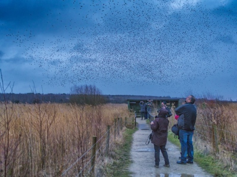 Main image for Special measures taken over starlings