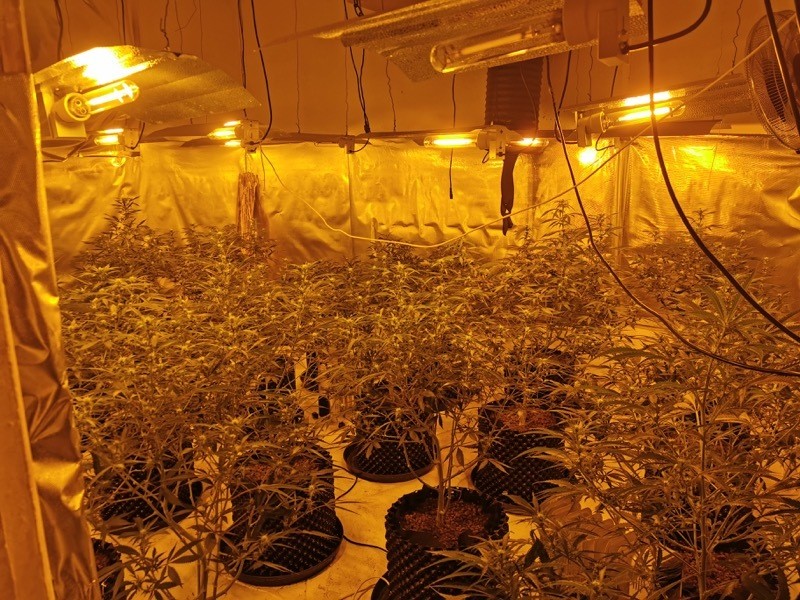 Main image for Cannabis farm uncovered in police raid