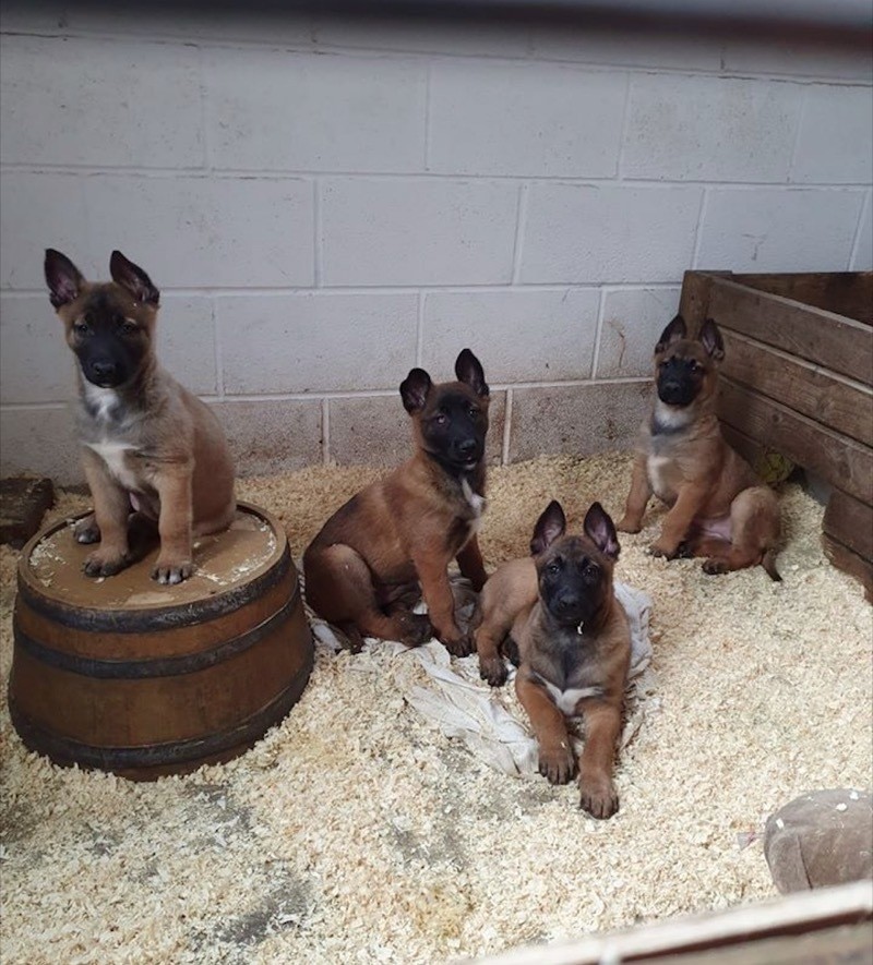 Main image for Puppies stolen during burglary 