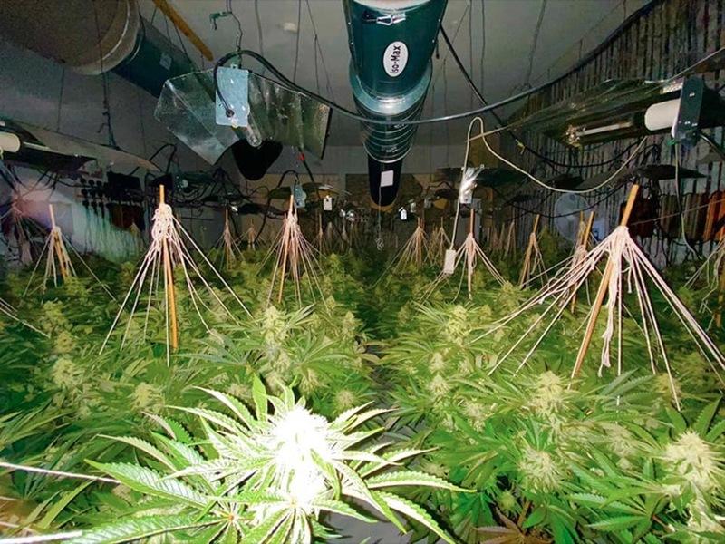 Main image for Six-figure cannabis farm uncovered by police