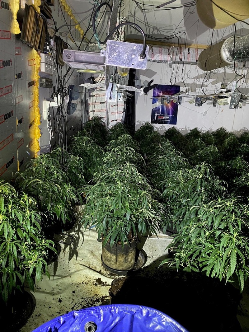 CAUGHT OUT: A man was arrested following the plants being found.