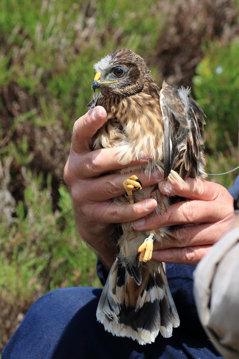 PROBE: Anu, the rare hen harrier, who was untagged and is missing.