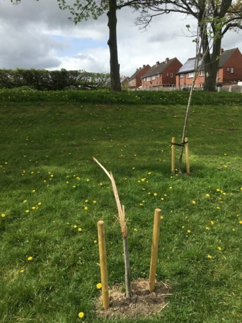 Main image for Vandals hack down newly planted trees
