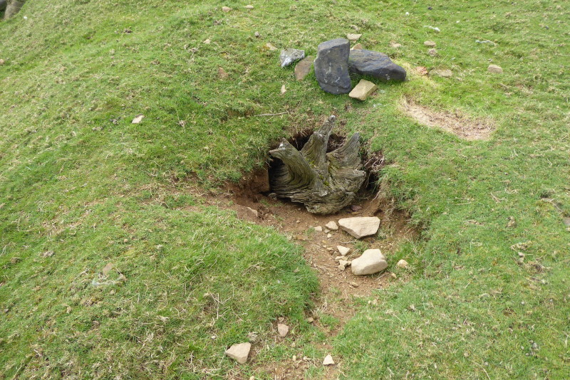 Main image for Concerns over badger baiting epidemic