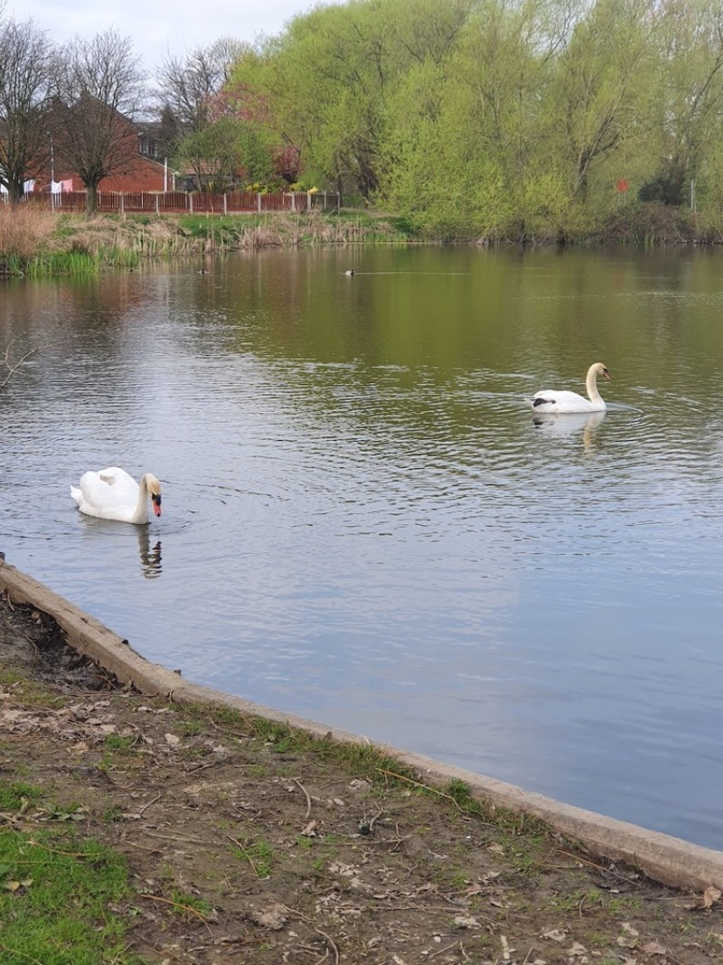 Main image for Swan ‘mauled’ by two dogs, RSPCA confirm