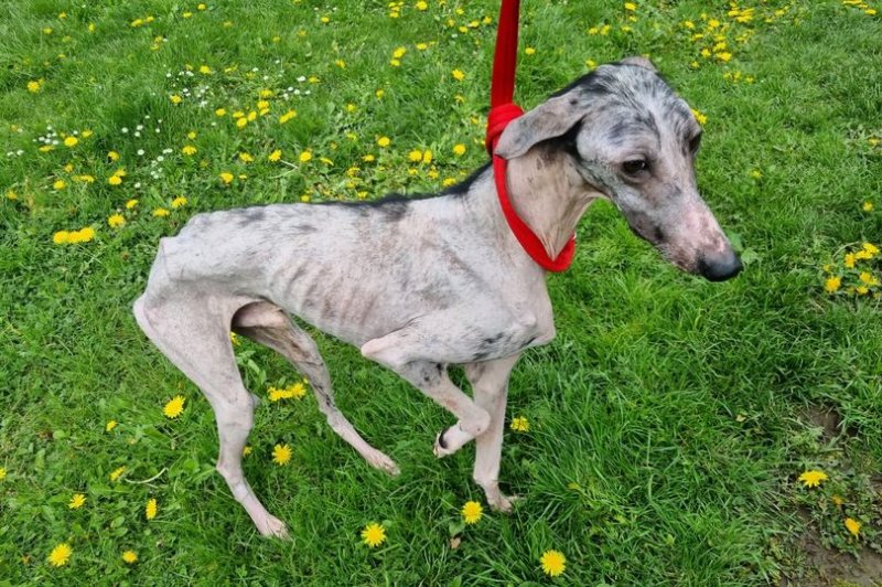 Main image for 'Barely alive' dog found in Barnsley