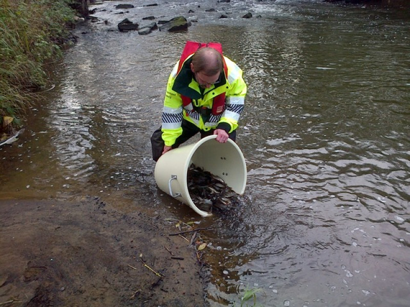 Main image for Dearne's barbel population given boost