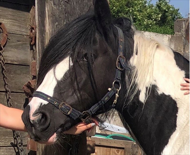 Main image for Missing horse reunited with owner 