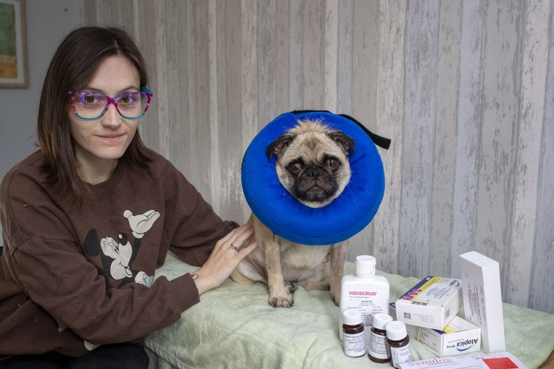 Main image for Fundraising bid to help poorly pug