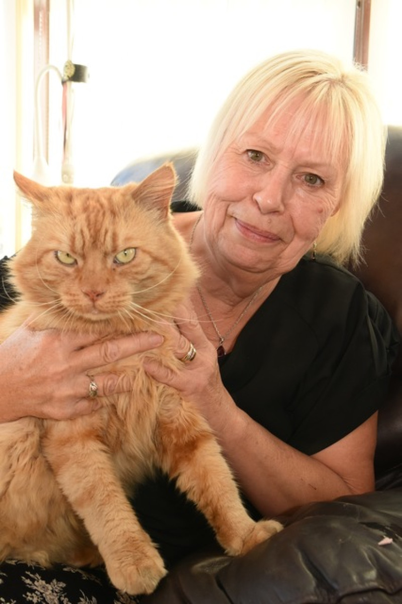 Main image for Missing cat returns home after 16 weeks